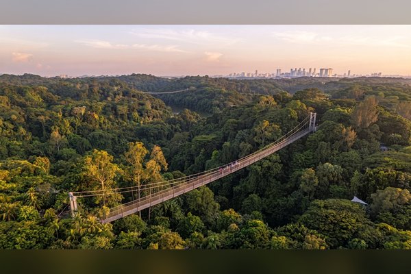 TreeTop Walk